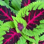 Coleus Wooden Wheel Barrow Blossom Kit